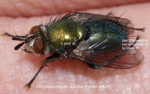 Réf. 48 675 : Chrysosomopsis aurata