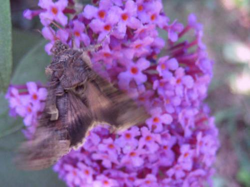 Autographa gamma