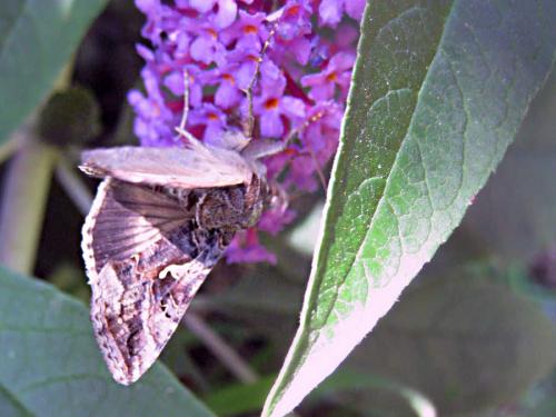 Autographa gamma