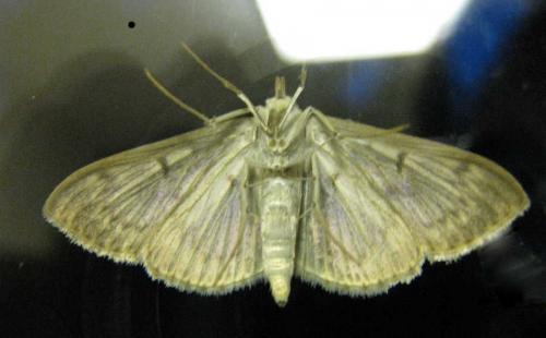 Pleuroptya ruralis