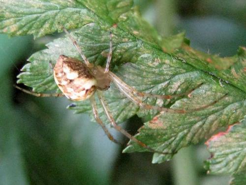Metellina sp.