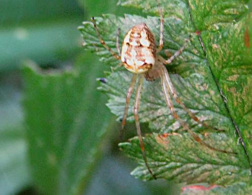 Metellina sp.