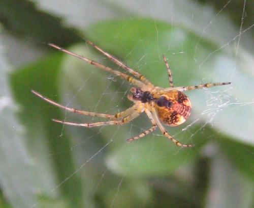 Metellina sp.