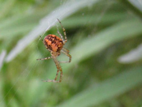 Metellina sp.