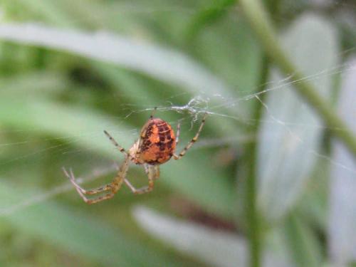 Metellina sp.