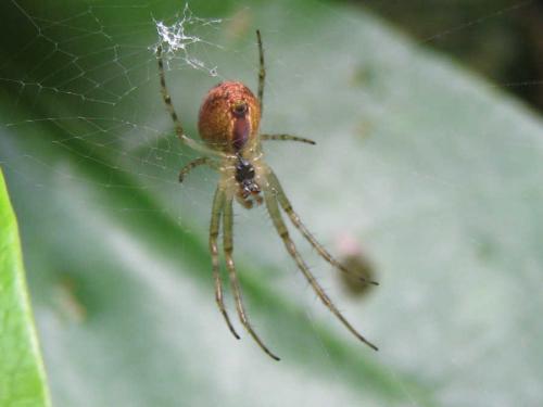Metellina sp.