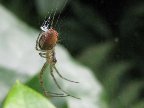 Metellina sp.