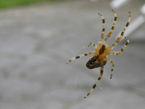 Araneus diadematus