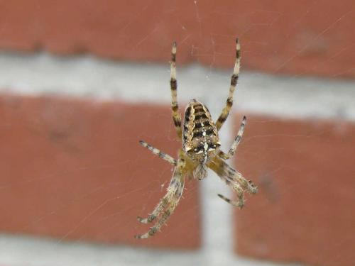 Araneus diadematus
