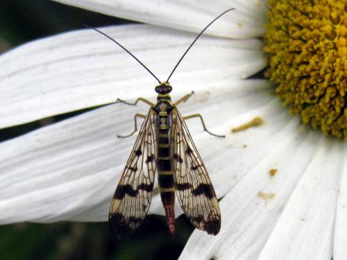 Panorpa communis