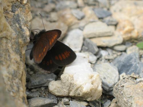 Erebia melampus