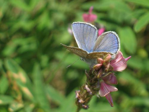Polyommatus thersites