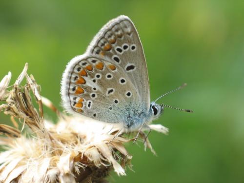 Polyommatus thersites