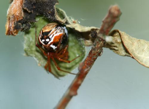 Parasteatoda sp.
