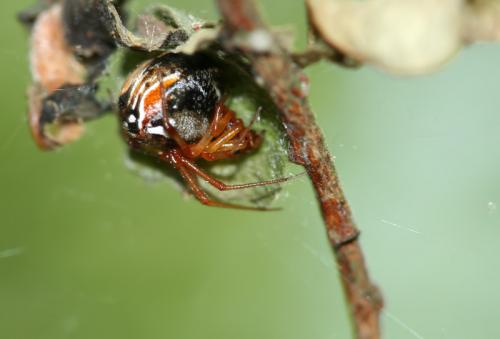 Parasteatoda sp.