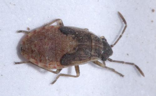 Réf. 48 036 : Nysius sp.