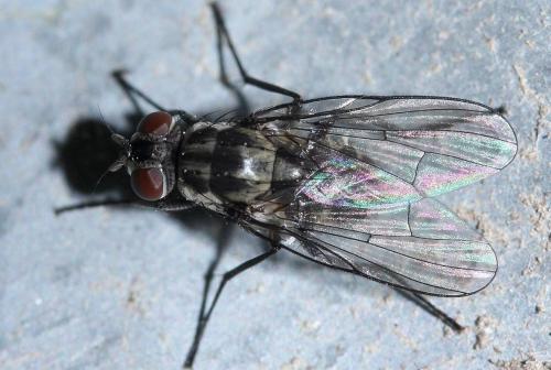 Réf. 48 068 : Limnophora riparia