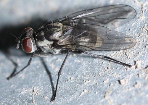 Réf. 48 069 : Limnophora riparia