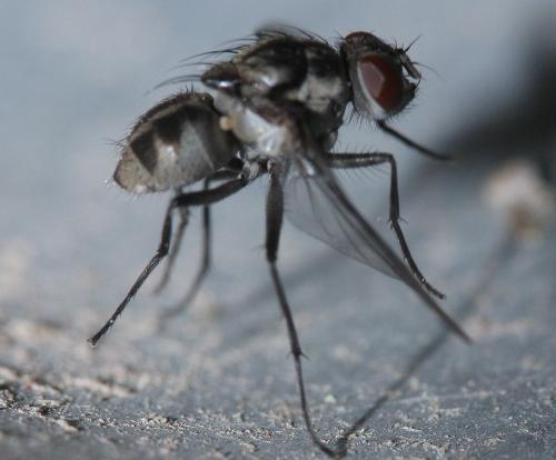 Réf. 48 070 : Limnophora riparia