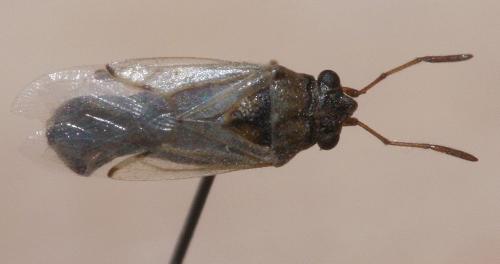 Réf. 48 037 : Nysius sp.