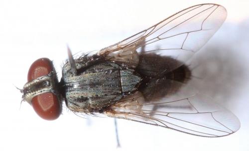 Oebalia cylindrica