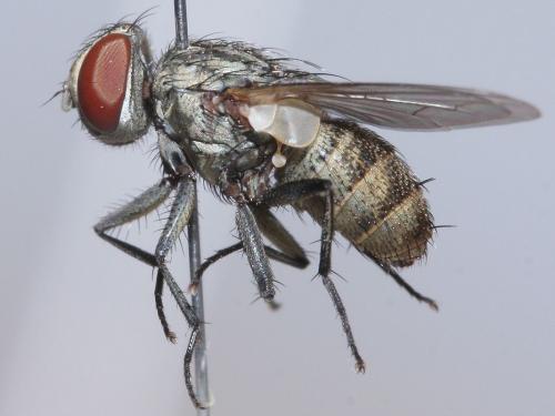 Réf. 48 115 : Oebalia cylindrica