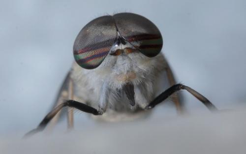 Réf. 48 354 : Tabanus glaucopis