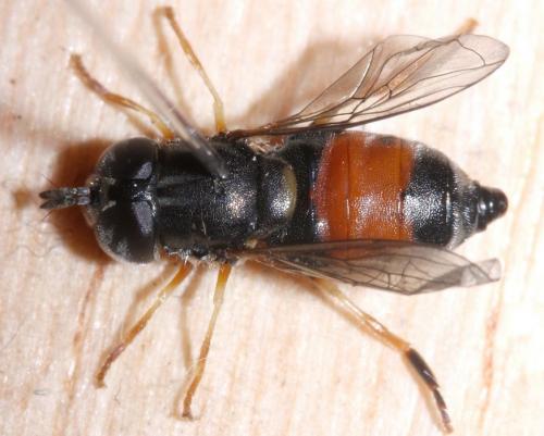 Réf. 48 389 : Paragus bicolor