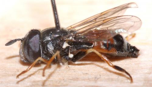 Paragus bicolor