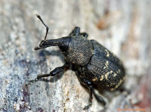 Hylobius abietis