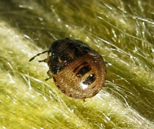 Réf. 48 370 : Eysarcoris ventralis