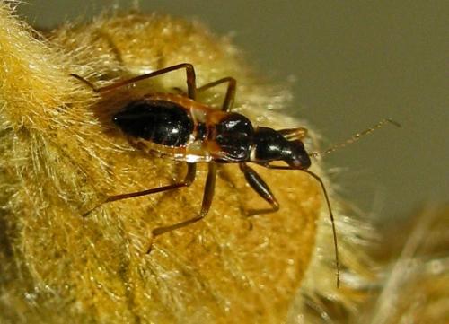 Réf. 48 000 : Himacerus mirmicoides