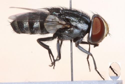 Miltogramma taeniata
