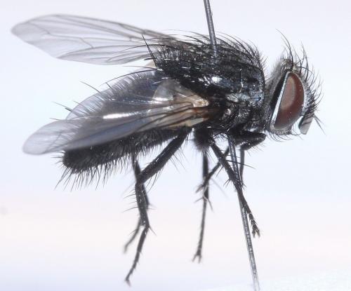 Cadurciella tritaeniata
