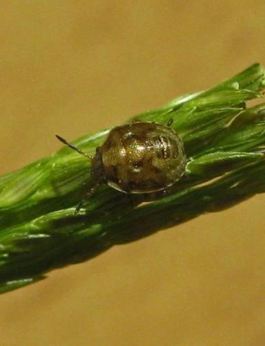 Réf. 48 371 : Eysarcoris ventralis