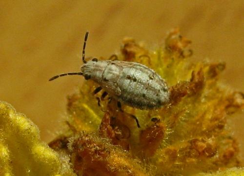 Réf. 48 102 : Ortholomus punctipennis