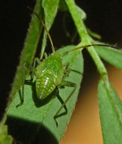Réf. 48 473 : Adelphocoris lineolatus