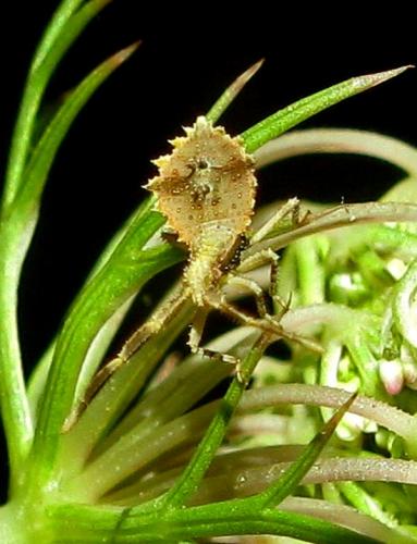 Syromastus rhombeus