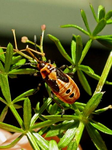 Réf. 48 474 : Lygaeus equestris