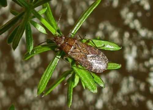 Réf. 48 415 : Orsillus depressus