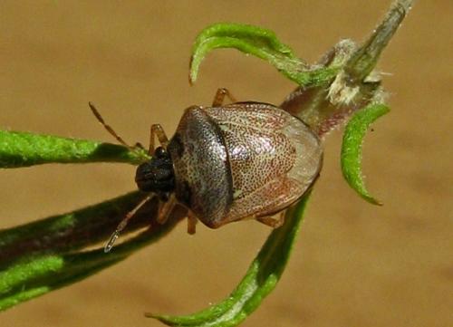 Réf. 48 372 : Eysarcoris ventralis