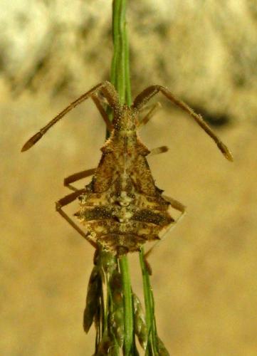 Syromastus rhombeus