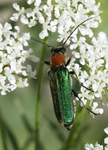 Réf. 48 940 : Anogcodes seladonius