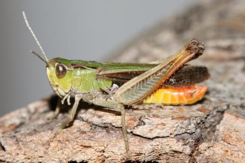 Réf. 48 442 : Stenobothrus lineatus lineatus
