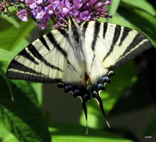 Réf. 48 208 : Iphiclides podalirius