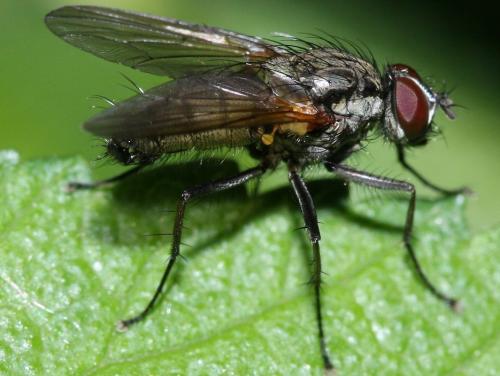 Hydrophoria sp.