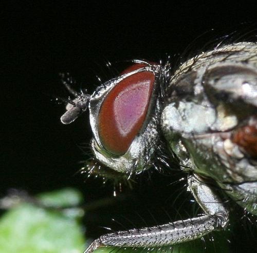 Hydrophoria sp.
