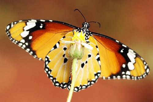 Réf. 48 233 : Danaus chrysippus