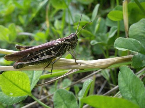 Chorthippus sp.