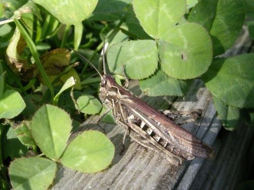 Chorthippus sp.